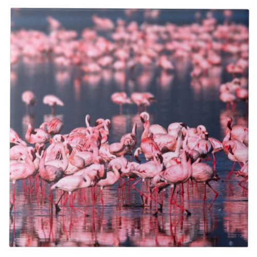 Lesser Flamingos Phoeniconaias minor Africa Ceramic Tile