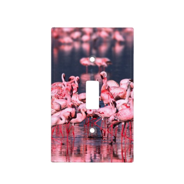 Lesser Flamingos (Phoeniconaias minor), Africa, Light Switch Cover (Front)