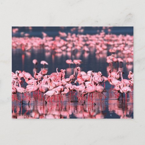 Lesser Flamingos Phoeniconaias minor Africa Postcard