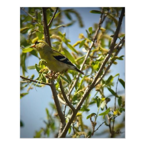 Lesser Goldfinch Photo Print