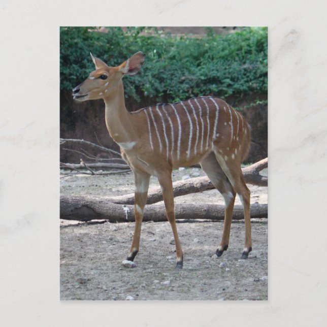 Lesser Kudu Postcard (Front)