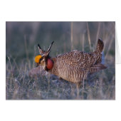 Lesser Prairie-Chicken, Tympanuchus (Front Horizontal)