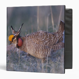 Lesser Prairie-Chicken, Tympanuchus 3 Ring Binder