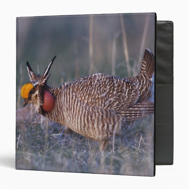 Lesser Prairie-Chicken, Tympanuchus 3 Ring Binder (Front/Inside)