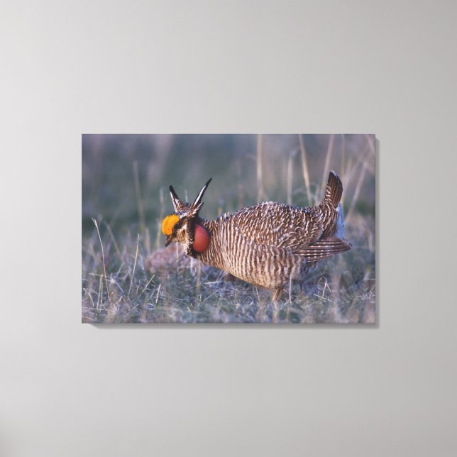 Lesser Prairie-Chicken, Tympanuchus Canvas Print (Front)