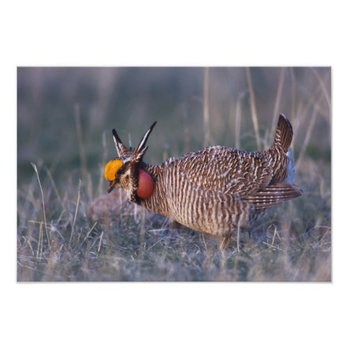 Lesser Prairie_Chicken Tympanuchus Photo Print