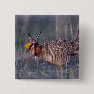 Lesser Prairie-Chicken, Tympanuchus Pinback Button