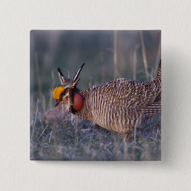 Lesser Prairie-Chicken, Tympanuchus Pinback Button (Front)