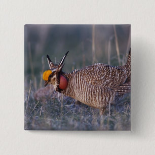 Lesser Prairie-Chicken, Tympanuchus Pinback Button