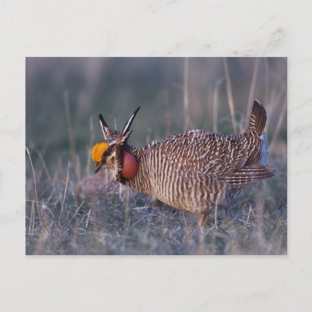 Lesser Prairie-Chicken, Tympanuchus Postcard (Front)