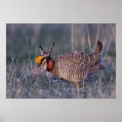 Lesser Prairie_Chicken Tympanuchus Poster