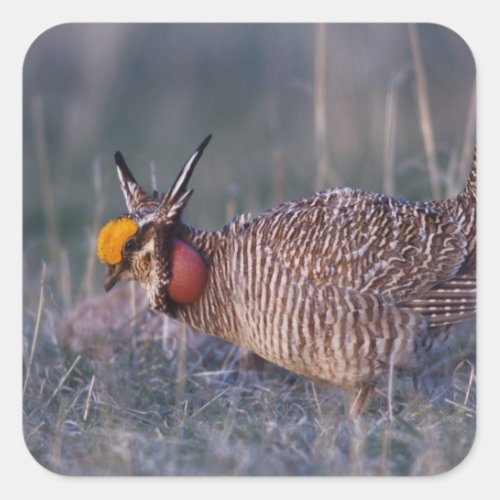 Lesser Prairie_Chicken Tympanuchus Square Sticker