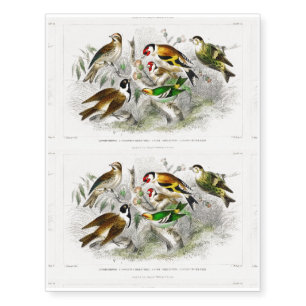 Lesser Redpole, Goldfinch Male & Female, Siskin Temporary Tattoos