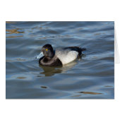Lesser Scaup Duck (Front Horizontal)