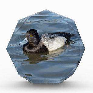 Lesser Scaup Duck Award