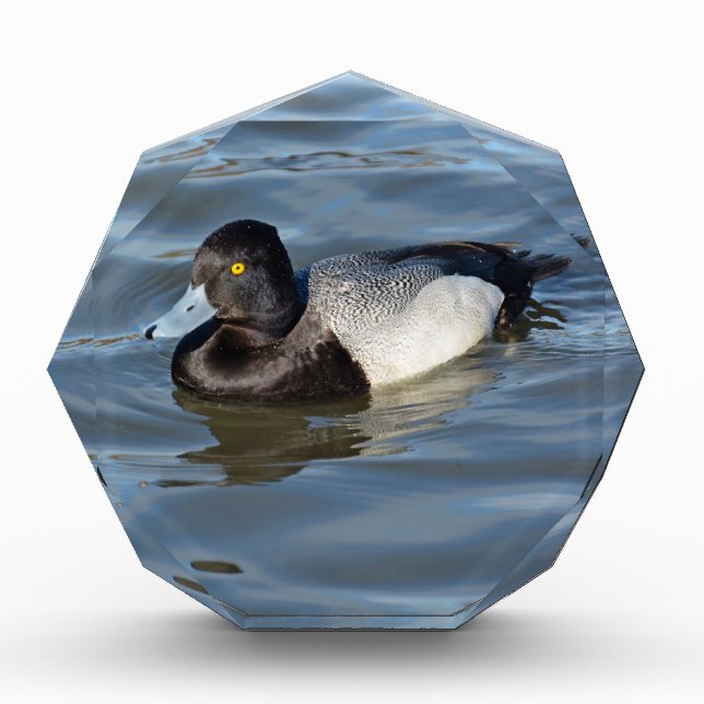 Lesser Scaup Duck Award (Front)