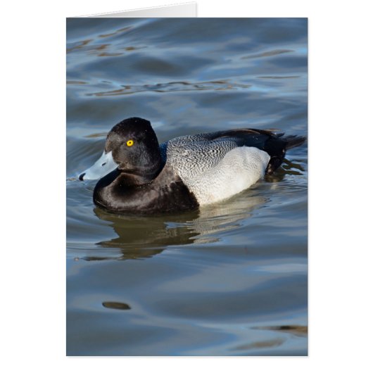 Lesser Scaup Duck Cards (Front)