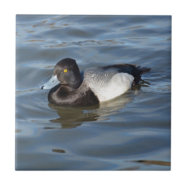 Lesser Scaup Duck Ceramic Tile (Front)