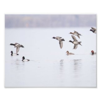 Lesser Scaups Ducks on the Bay Photo Print