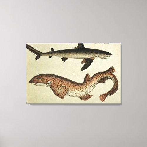 Lesser Spotted Dogfish Canvas Print