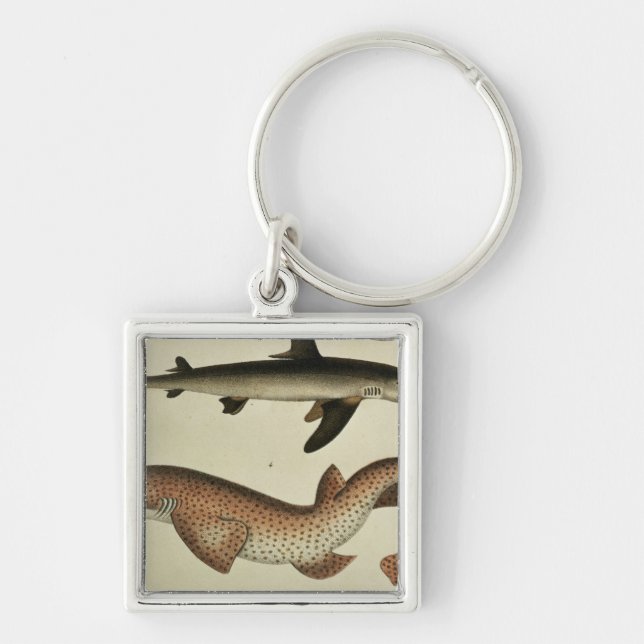 Lesser Spotted Dogfish Keychain (Front)