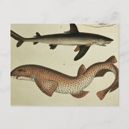 Lesser Spotted Dogfish Postcard