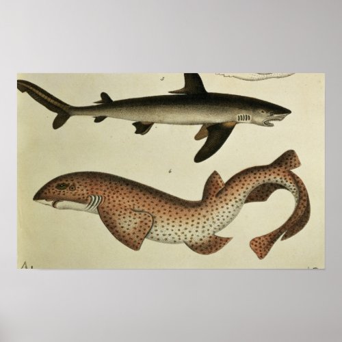 Lesser Spotted Dogfish Poster