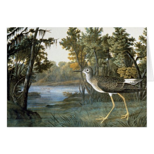 Lesser Yellowlegs Cards (Front Horizontal)