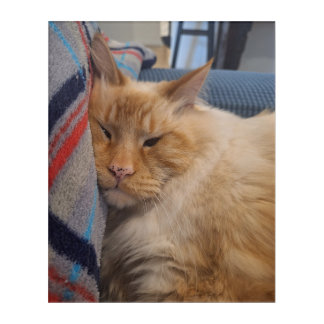 Let me be Frank! Acrylic Print