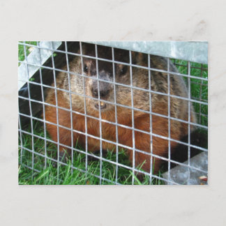 Let Me Out calendar ~ postcard