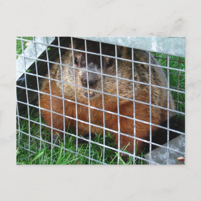 Let Me Out calendar ~ postcard (Front)