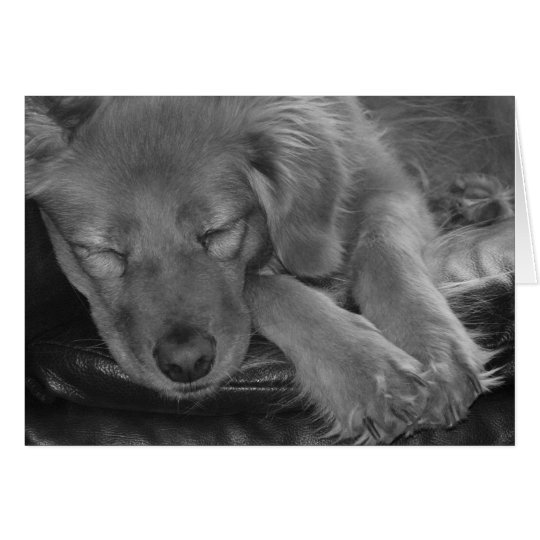 Let Sleeping Dogs Lie! Card