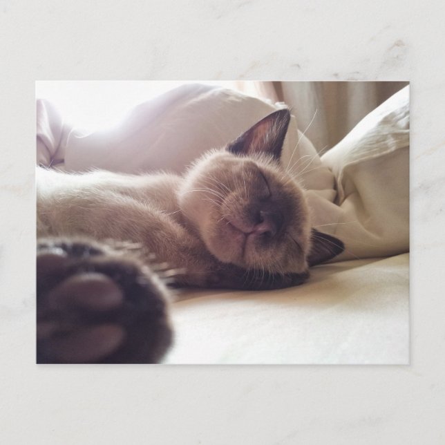 Let sleeping kitties lie postcard (Front)