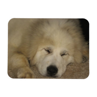 Let Sleeping Pyrs Lie Magnet