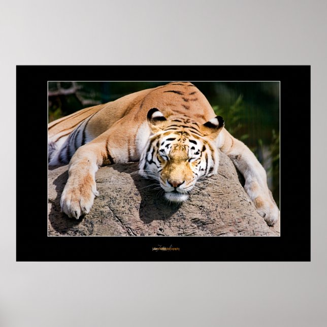 Let Sleeping Tigers Lie Poster (Front)