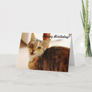 Let this cat wish a Happy Birthday! Card