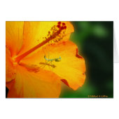 Let us pray (Front Horizontal)