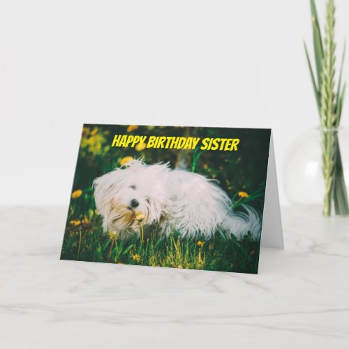 LETS CELEBRATE YOU SIS SUPER SUNFLOWER CARD