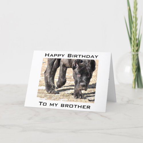 LETS CELEBRATE YOUR BIRTHDAY BROTHER CARD