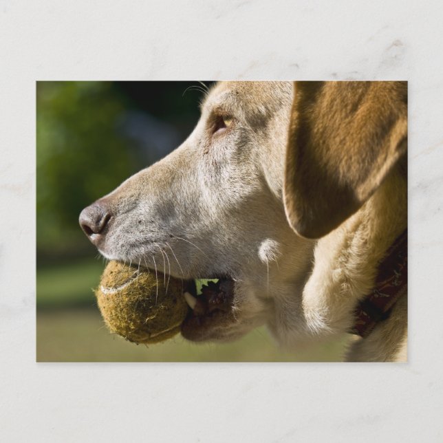 Let's Play Ball Postcard (Front)