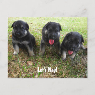 Let's Play! German Shepherd Puppy Postcard