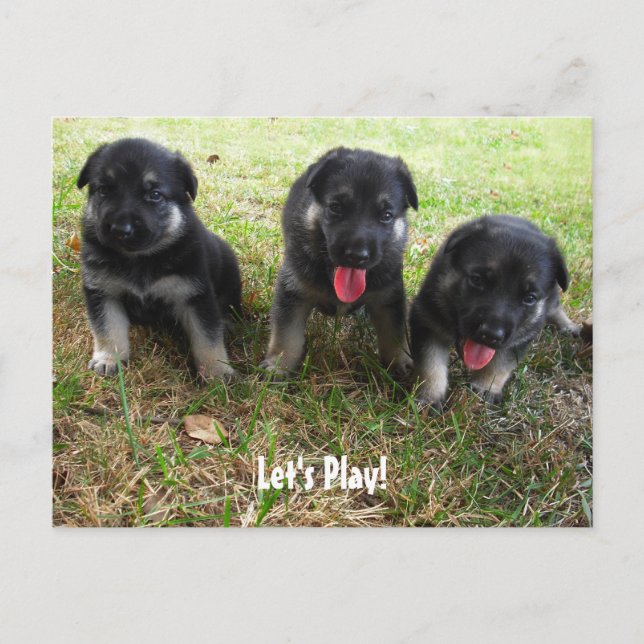 Let's Play! German Shepherd Puppy Postcard (Front)
