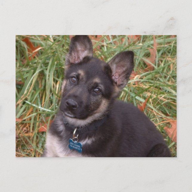 Let's Play! German Shepherd Puppy Postcard (Front)