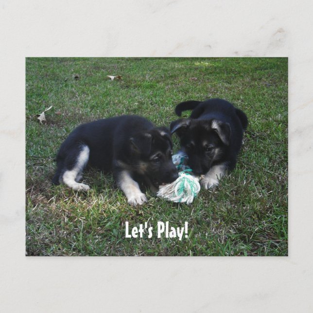 Let's Play! German Shepherd Puppy Postcard (Front)