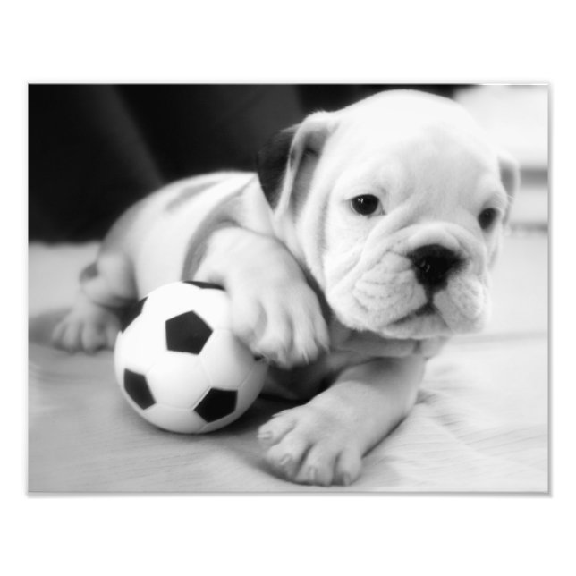 Let's Play Soccer!  English Bulldog Puppy Photo Print (Front)