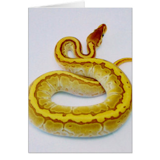 Letter "S" Yellow Ball Python Cards