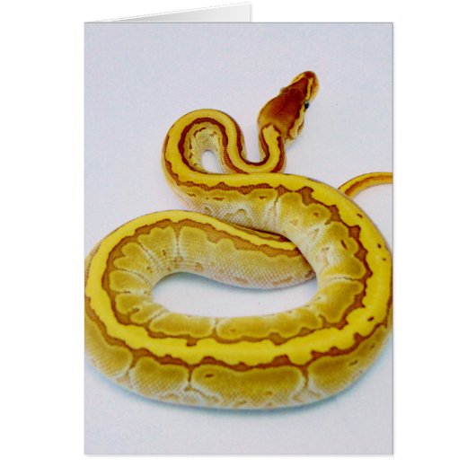 Letter "S" Yellow Ball Python Cards (Front)