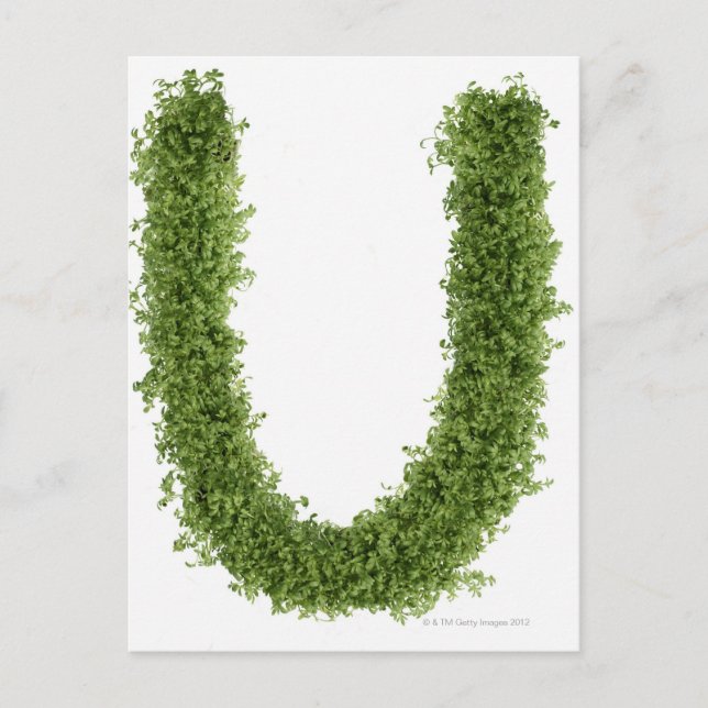 Letter 'U' in cress on white background, Postcard (Front)