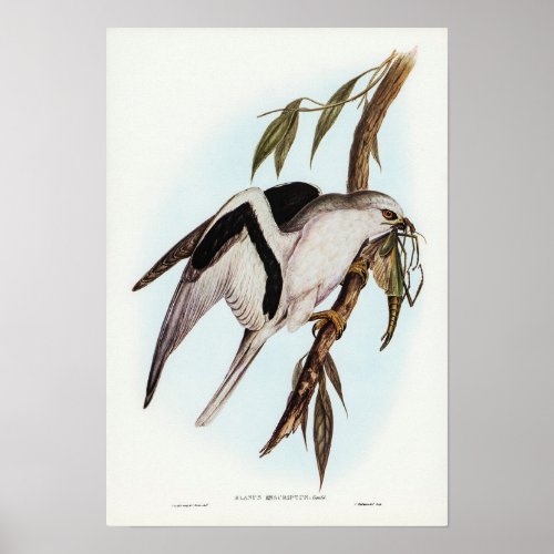 Letter_winged Kite by Elizabeth Gould Poster