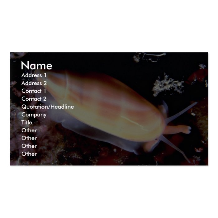 Lettered olive (Oliva sayana) Shell Business Cards